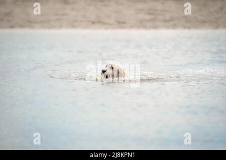 White Labradoodle dog is playing in a lake. White dog swims in the water. Yellow ball in his mouth, dog's head just above water Stock Photo