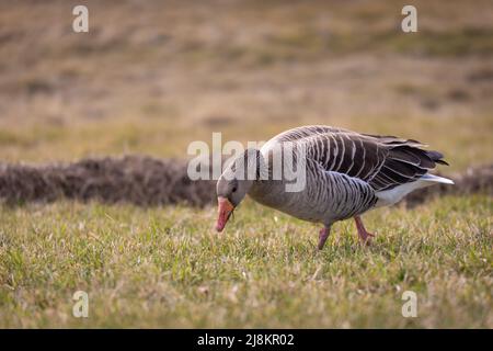Single greylag goose feeding on grass, Spiekeroog, Germany