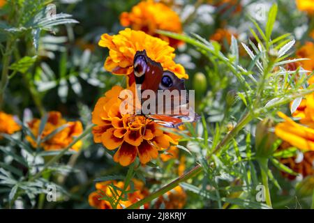 butterfly collects nectar of autumn flowers, Aglais io Stock Photo