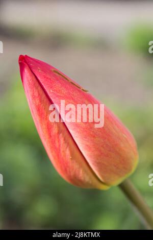 One closed tulip Stock Photo