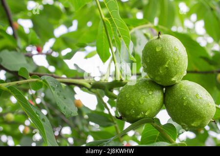 green walnut Stock Photo
