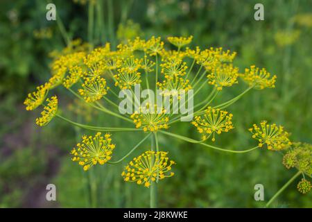 seeds of dill Stock Photo