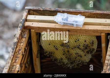 Opposite view of the inside of a beehive with selective focus. Stock Photo