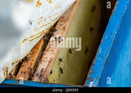 Close-up shot with selective focus of honey and bees on honey slats standing in blue beehive. Stock Photo