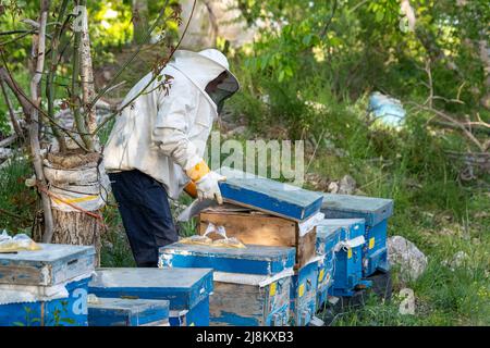 Contrasted view of beekeeper checking blue beehives with selective focus. Stock Photo