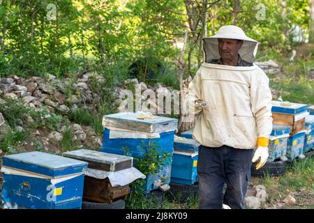 Wide angle shot of beekeeper man in white protective suit holding box with queen bee and her assistants used in swarming process, shot with selective Stock Photo