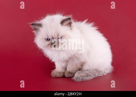 little ragdoll kitten with blue eyes sitting on a red background. High quality photo for card and calendar Space for text Stock Photo