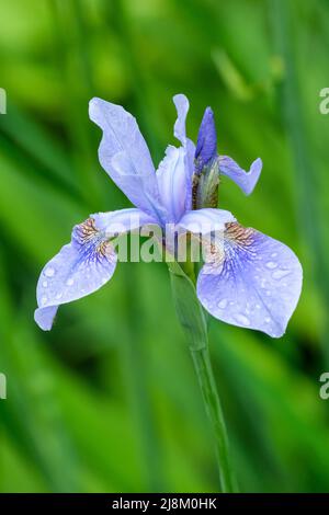 Siberian iris, Iris sibirica, Siberian flag. Pale blue flower in late Spring. Stock Photo