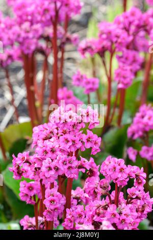 Bergenia 'Eroica', elephant's ears 'Eroica', Bergenia cordifolia 'Eroica'. Deep pink flowers Stock Photo