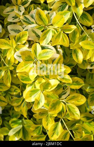 Euonymus fortunei 'Emerald 'n' Gold', spindle 'Emerald 'n' Gold'. Dwarf evergreen shrub with broadly yellow-margined leaves Stock Photo