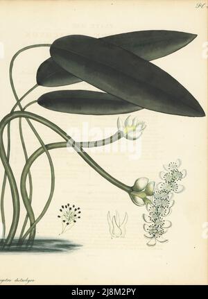 Cape-pondweed, Aponogeton distachyos. Broad-leaved aponogeton, Aponogeton distachyon. From the Cape of Good Hope, South Africa, by Scottish plant hunter Francis Masson. Copperplate engraving drawn, engraved and hand-coloured by Henry Andrews from his Botanical Register, Volume 5, self-published in Knightsbridge, London, 1803. Stock Photo