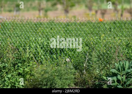 Close-up shot of selective focus of clovers appearing between fence wires. Stock Photo