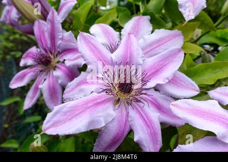 Clematis flower in a garden Stock Photo