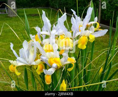 Iris bucharica Stock Photo