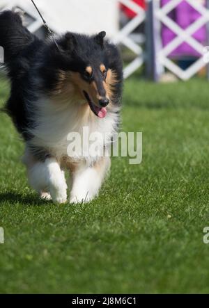 Collie walking across the dog show ring in New York Stock Photo