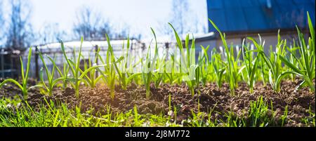 Sprouts of young barley or wheat that have just sprouted in the soil. Close up panorama of sprouted grain leaves on agriculture field. Stock Photo