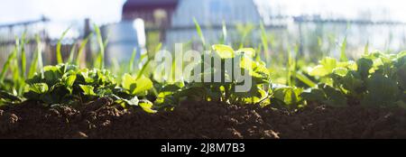 Crops planted in rich soil get ripe under sun. Plants grain sprout grow in black dirt. Cultivated land close up. Agriculture plant growing in bed row. Stock Photo