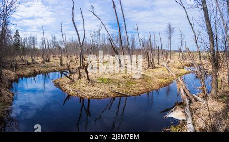 Landscape panorama in Nordic style. Grey sky. Trees without foliage and yellow-brown grass. Blue water of a small river. Stock Photo