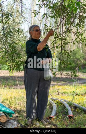 Selective focus shot of elderly woman picking almonds. Stock Photo