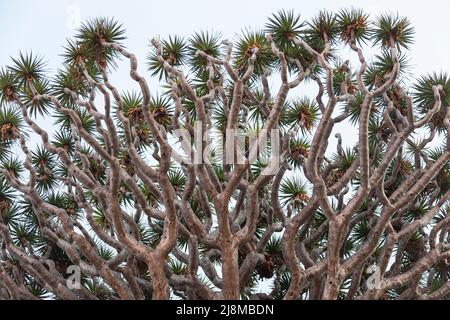 details of the Dragon's Blood Tree on the island of Tenerife, Spain Stock Photo
