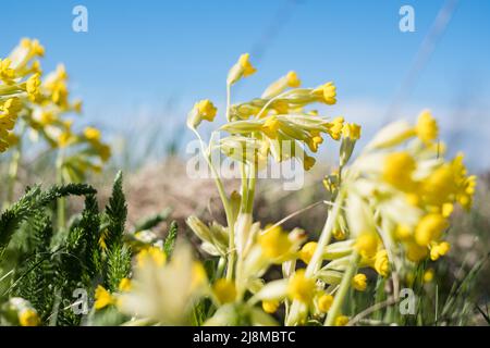 Light yellow cowslip flowers growing on a meadow during spring. Stock Photo