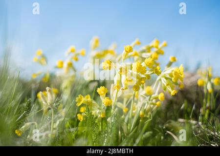 Light yellow cowslip flowers growing on a meadow during spring. Stock Photo