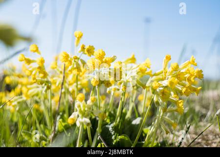 Light yellow cowslip flowers growing on a meadow during spring. Stock Photo