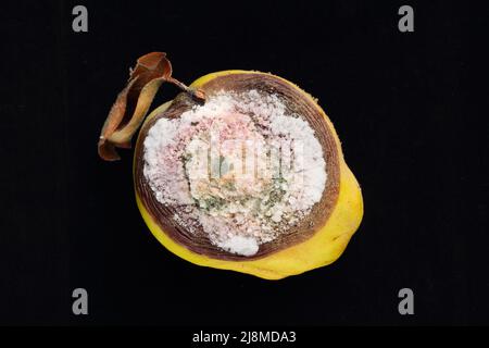Close up of rotten and mouldy quince fruit, covered with different colors of mold, on black background. Stock Photo