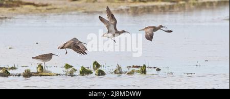 Whimbrel (Numenius phaeopus). Multiple images of the same bird taking off to avoid the rising tide. Stock Photo