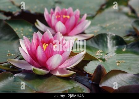 Two red water lily (Nymphaea alba f. rosea) in a lake. The flower is a red variety of the white water lily (Nymphaea alba) Stock Photo