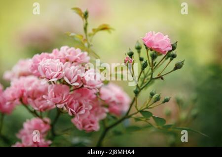 Beautiful pink Rose blooming in summer garden. Roses flowers growing outdoors, nature, blossoming flower art design background. Nature, Gardening conc Stock Photo