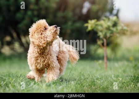 Brown cute poodle puppy running on the grass and looking up. Cute dog and good friend. Stock Photo