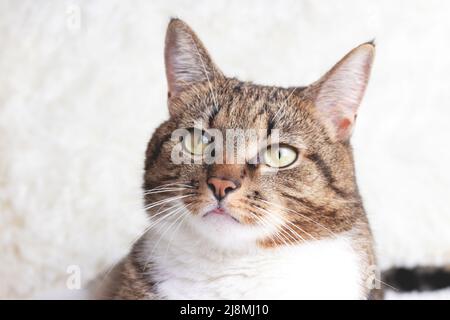 Gray shorthair domestic tabby cat lying on a white fluffy blanket. Stock Photo