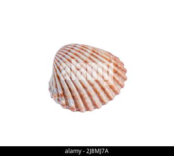 Seashell isolated on white background. Close-up view Stock Photo