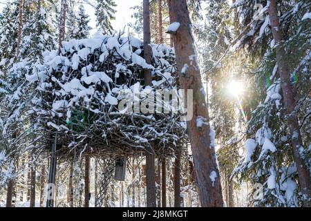 Environment friendly bedroom for tourists of the Tree Hotel on treetop in shape of bird’s nest, Harads, Lapland, Sweden Stock Photo