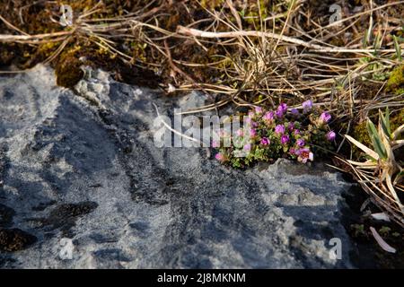 Purple saxifrage, Saxifraga oppositifolia, in Brønnøysund, Norway. This early flowering alpine thrives in cold climates in the northern hemisphere. Stock Photo