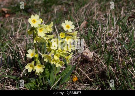 Common primrose, primula vulgaris. One of the first plants to flower in spring. Here in a lawn in Brønnøysund, Norway. Stock Photo