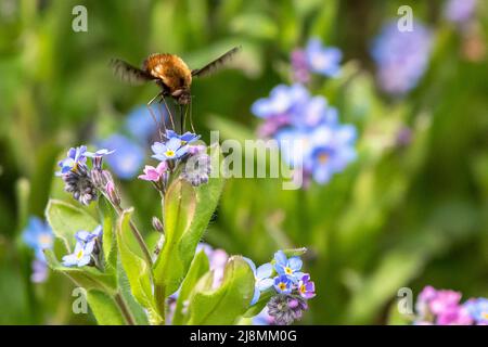 wild bee flying on a blossom Stock Photo