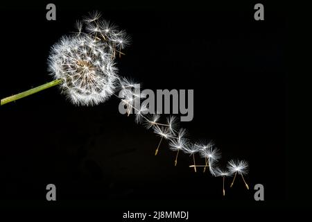 dandelion blowball with flying seeds on black background Stock Photo