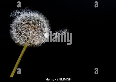 dandelion blowball with flying seeds on black background Stock Photo