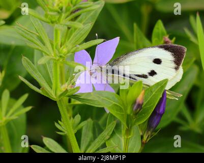 Butterfly shops Of sintra