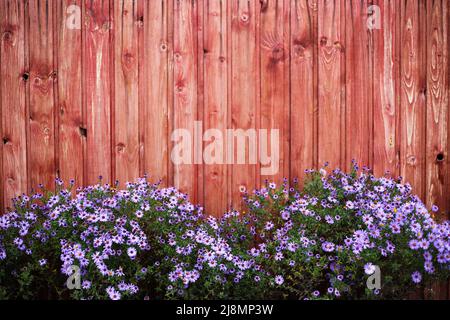 Wild flowers in the garden in the afternoon in autumn, soft focus Stock Photo