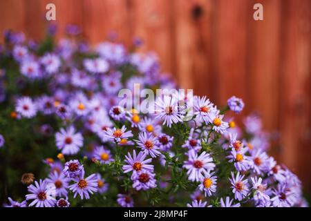 Wild flowers in the garden in the afternoon in autumn, soft focus Stock Photo