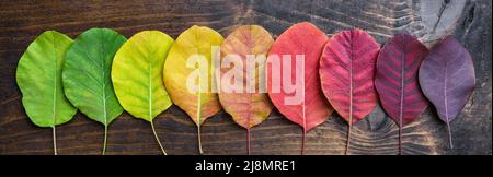 Selection of beautiful and colorful autunm leaves Stock Photo