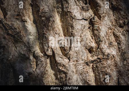 Common walnut - Juglans regia, details of bark Stock Photo