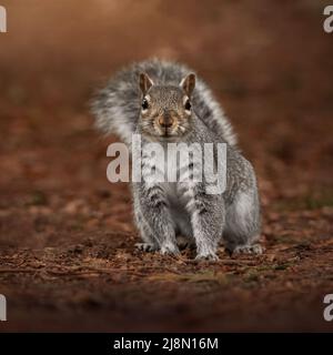 Grey Squirrel looking at the camera on red leaves Stock Photo