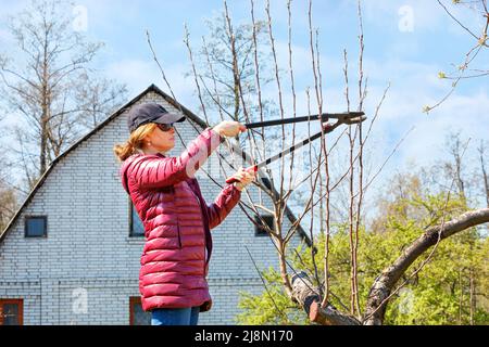 A woman takes care of the spring garden cutting branches on a tree on a sunny day. Stock Photo