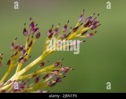 Female flowers of Fraxinus excelsior Stock Photo