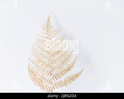 Golden fern isolated on white background. Minimal botany background. Copy space Stock Photo