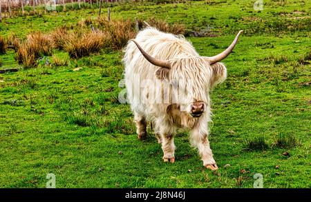 Highland cow roams free in the village of  Plockton, Jewel of the Highlands, part of the  North Coast 500 Route, Scotland Stock Photo